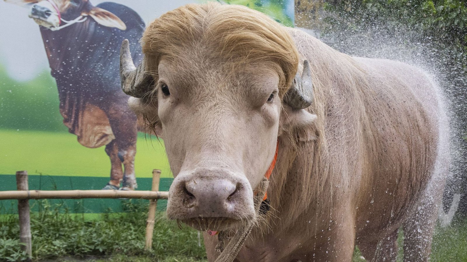 Ein seltener Albino-Büffel namens „Donald Trump“ ist in Bangladesch vor der Schlachtung zum Opferfest gerettet worden (Archivfoto).Foto: IMAGO/Anadolu Agency/IMAGO/Abdul Goni