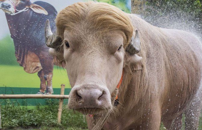 Ein seltener Albino-Büffel namens „Donald Trump“ ist in Bangladesch vor der Schlachtung zum Opferfest gerettet worden (Archivfoto).<span class='image-autor'>Foto: IMAGO/Anadolu Agency/IMAGO/Abdul Goni</span>
