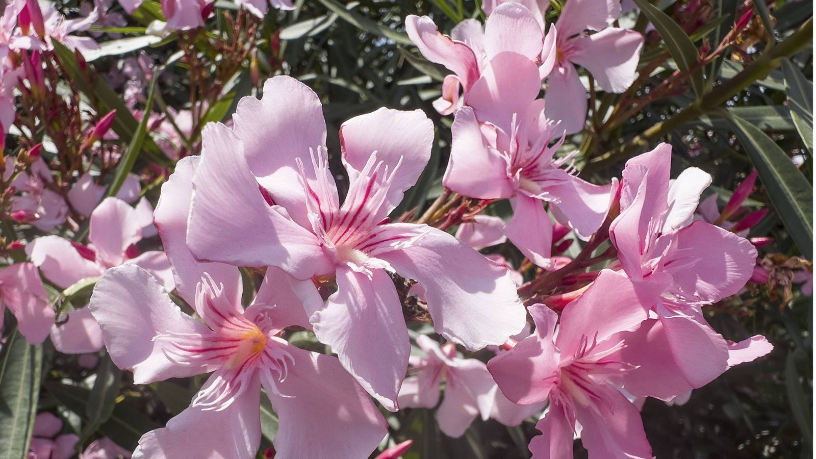 Oleander (Nerium Oleander): Der wunderschöne Rosenlorbeer ist giftig und gehört zu den Hundsgiftgewächsen. Er wächst im Mittelmeerraum, dem Nahen und Mittleren Osten, in Indien und China. Oleander wird auch in Deutschland als Kübelpflanze geschätzt. Die Pflanze enthält das giftige Oleandrin, das zu Übelkeit, Erbrechen und Durchfall bis hin zu Herzbeschwerden, Schläfrigkeit und Muskelzittern führen kann. Vergiftungen mit Oleandrin können tödlich verlaufen.Foto: Imago/Imagebroker Oleander (Nerium Oleander): Der wunderschöne Rosenlorbeer ist giftig und gehört zu den Hundsgiftgewächsen. Er wächst im Mittelmeerraum, dem Nahen und Mittleren Osten, in Indien und China. Oleander wird auch in Deutschland als Kübelpflanze geschätzt. Die Pflanze enthält das giftige Oleandrin, das zu Übelkeit, Erbrechen und Durchfall bis hin zu Herzbeschwerden, Schläfrigkeit und Muskelzittern führen kann. Vergiftungen mit Oleandrin können tödlich verlaufen.Foto: Imago/Imagebroker