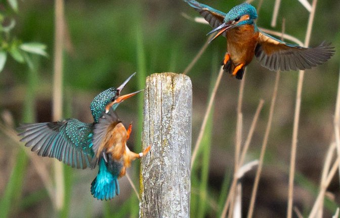 Eisvögel im Flug in der Nähe von Broxbourne in Großbritannien.<span class='image-autor'>Foto: James Manning/PA Wire/dpa</span>