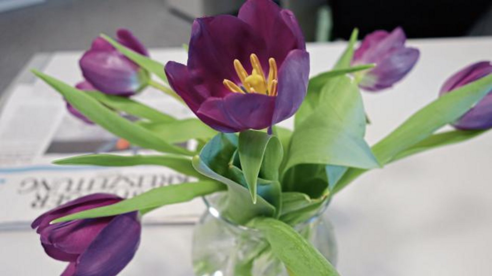 Valentinstag! Wir haben uns Öko-Tulpen gegönnt.  Foto: Rücker