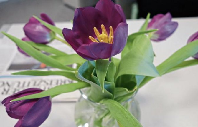 Valentinstag! Wir haben uns Öko-Tulpen gegönnt.  Foto: Rücker