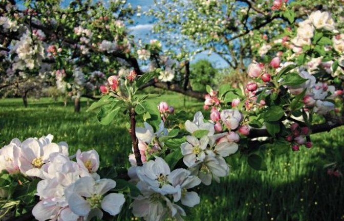 Die prächtige Apfelblüte hat unsere Leserin Angelika Schütz mit der Kamera eingefangen.