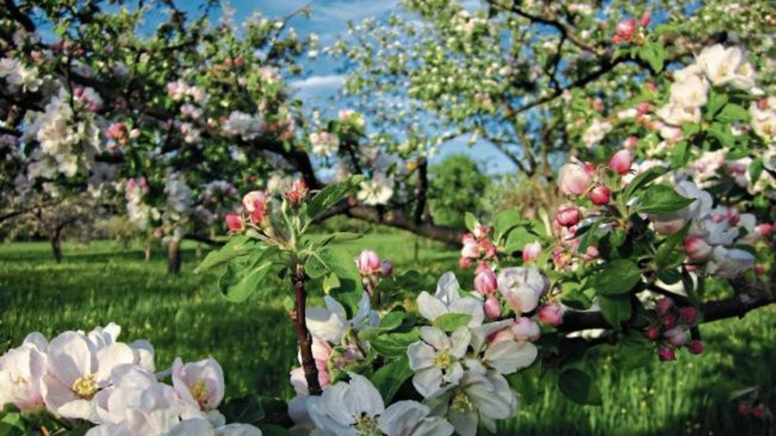 Die prächtige Apfelblüte hat unsere Leserin Angelika Schütz mit der Kamera eingefangen.