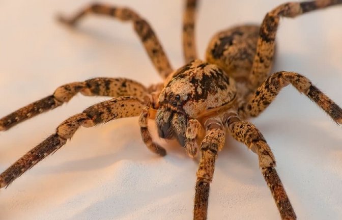 Bitte nicht sofort zuschlagen!<span class='image-autor'>stefan_suesskow / shutterstock.com</span>