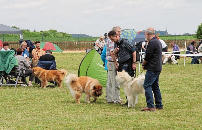 Züchter tauschen auf dem Gelände des Windhund-Rennsportvereins Solitude in Großsachsenheim ihre Erfahrungen aus.  Fotos: Thaler
