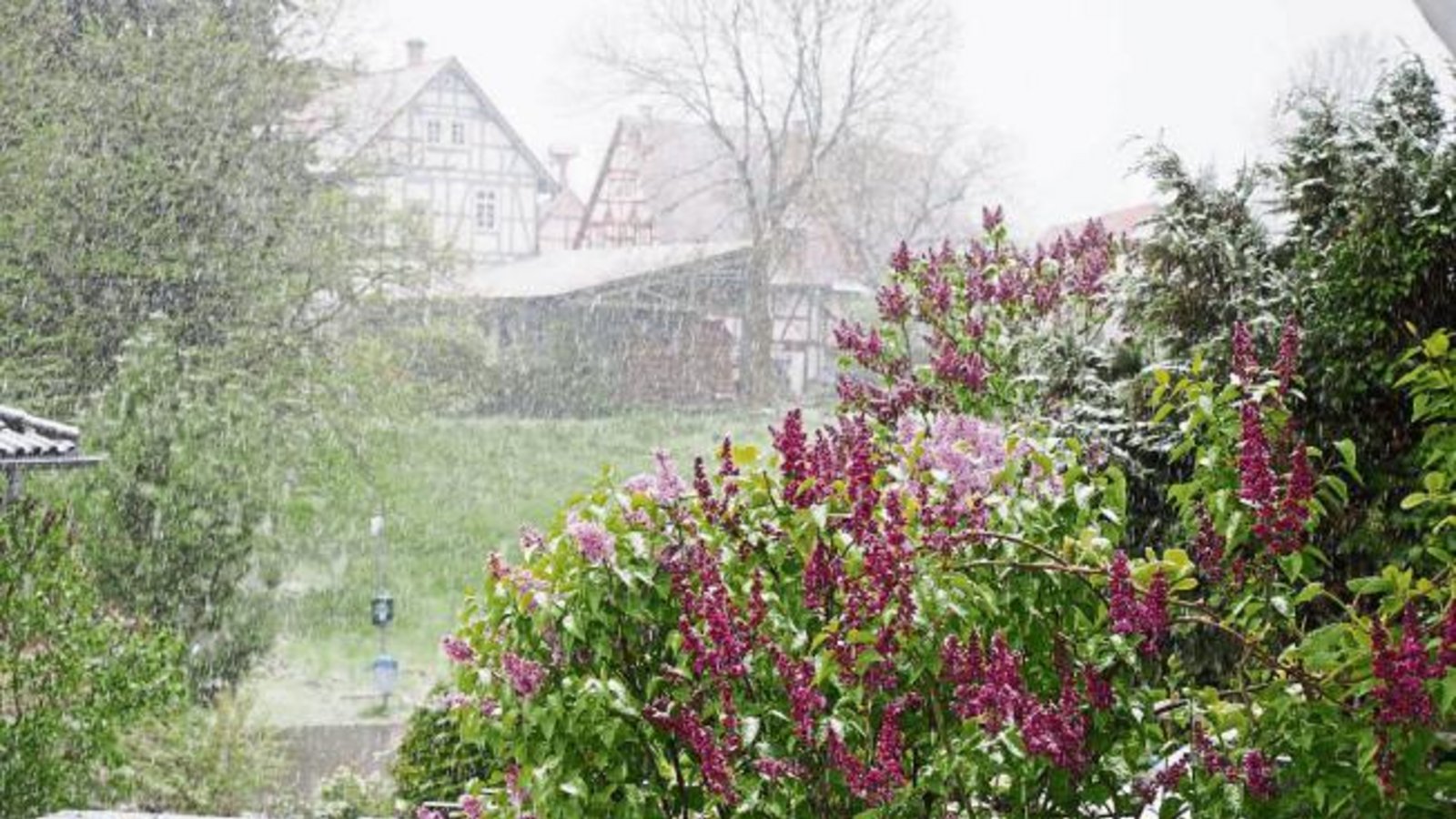 Flieder im Schneetreiben – fotografiert in Häfnerhaslach. Foto: Lorch