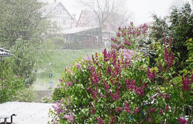 Flieder im Schneetreiben – fotografiert in Häfnerhaslach. Foto: Lorch
