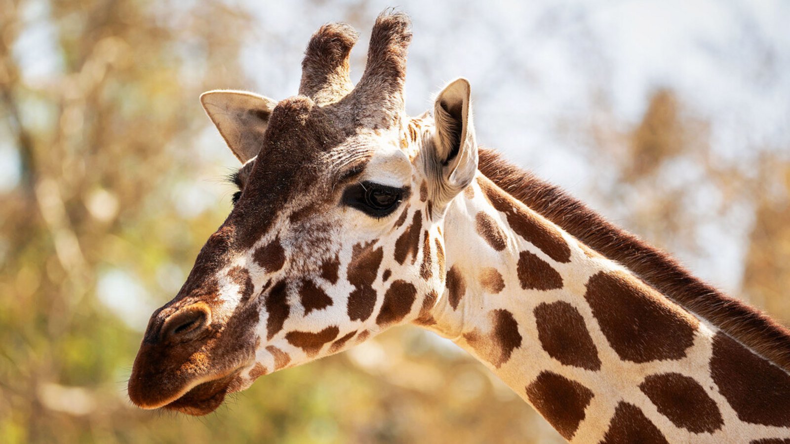 Beim Welt-Giraffentag stehen die Langhälse in der Wilhelma im Fokus – und es gibt verschiedene Aktionen.Foto: Wilhelma/Birger Meierjohann Beim Welt-Giraffentag stehen die Langhälse in der Wilhelma im Fokus – und es gibt verschiedene Aktionen.Foto: Wilhelma/Birger Meierjohann