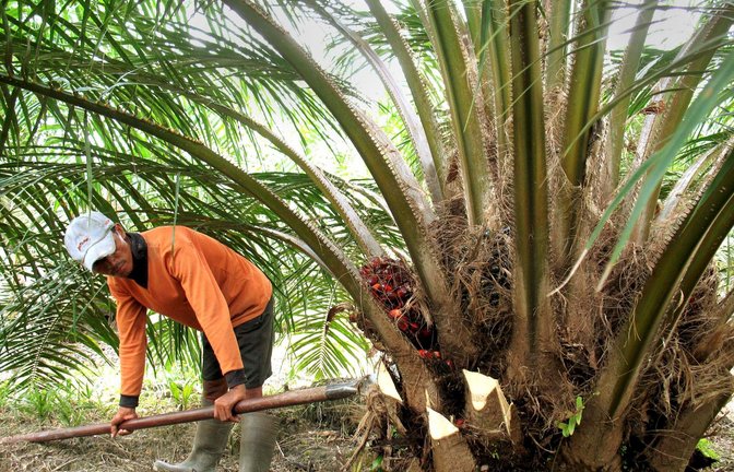 Wo heute Ölpalmen wachsen, waren vorher tropische Regenwälder.<span class='image-autor'>Foto: dpa/Christiane Oelrich</span>
