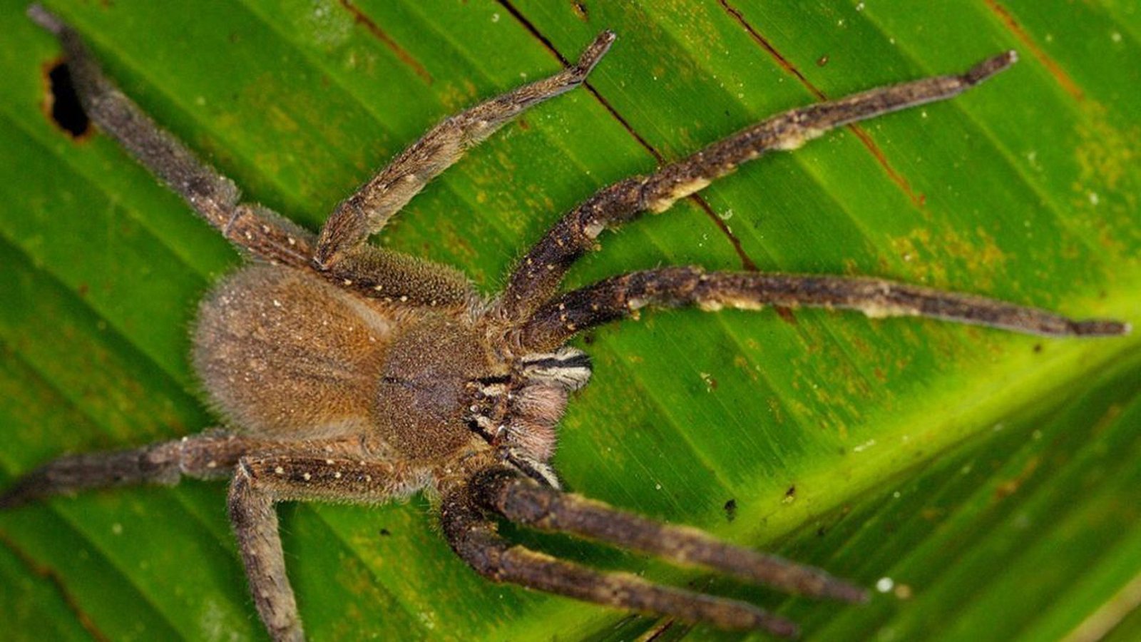 Brasilianische Wanderspinne (Phoneutria nigriventer): Wanderspinnen leben in Südamerika, wo am häufigsten die Brasilianische Wanderspinne anzutreffen ist. Ein Biss hat vielfach schwerwiegende Folgen und kann in seltenen Fällen tödlich sein.Foto: Wikipedia commons/Graham Wise/CC BY 2.0 Brasilianische Wanderspinne (Phoneutria nigriventer): Wanderspinnen leben in Südamerika, wo am häufigsten die Brasilianische Wanderspinne anzutreffen ist. Ein Biss hat vielfach schwerwiegende Folgen und kann in seltenen Fällen tödlich sein.Foto: Wikipedia commons/Graham Wise/CC BY 2.0