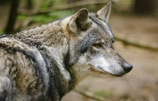 Der Wolf genießt einen besonderen Schutzstatus. Dieser wurde nun herabgestuft.<span class='image-autor'>Foto: imago</span>