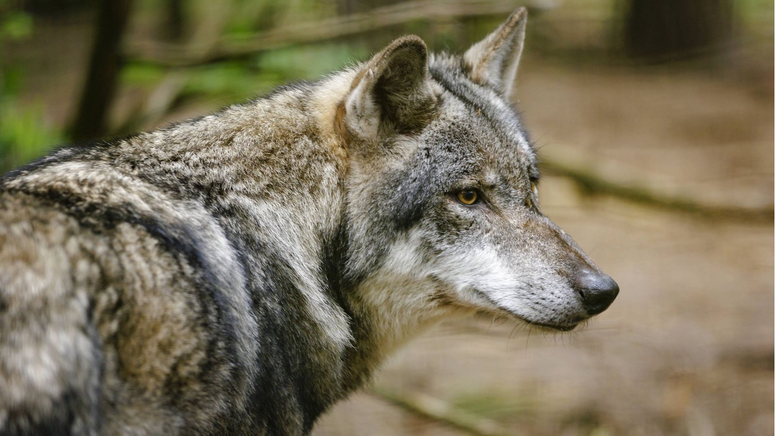 Der Wolf genießt einen besonderen Schutzstatus. Dieser wurde nun herabgestuft.Foto: imago