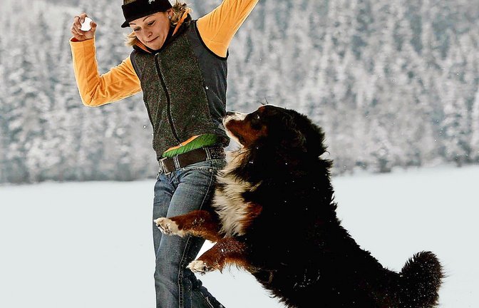 Den mag, wie man sieht, ja eigentlich jede(r): Berner Sennhund.<span class='image-autor'>Foto: Bild13 SportPresseFotos/Bild13</span>