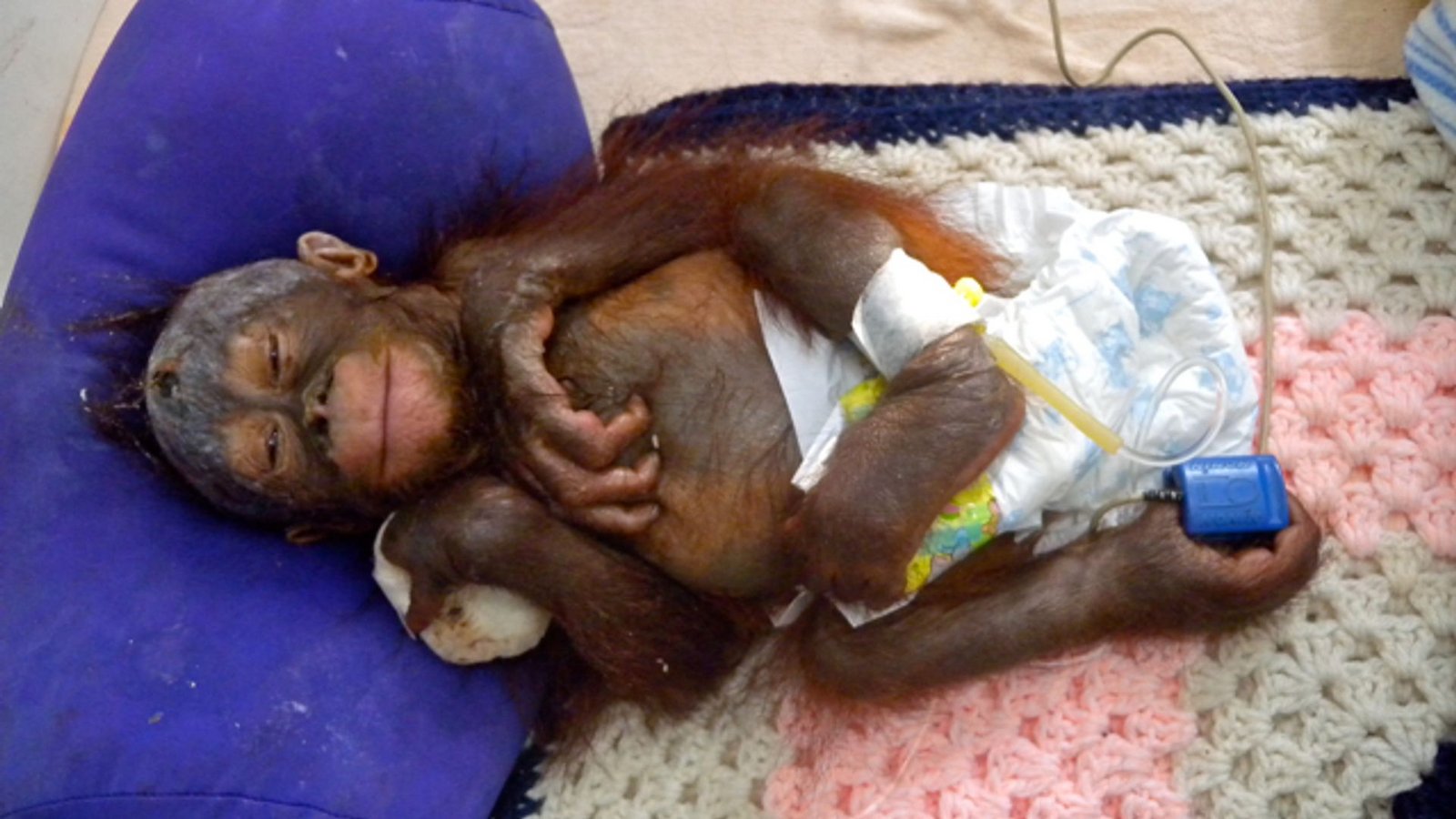 Mit schweren Verbrennungen kam Himba vor fast 15 Jahren ins BOS-Rettungszentrum.Foto: -/BOS Foundation/dpa Mit schweren Verbrennungen kam Himba vor fast 15 Jahren ins BOS-Rettungszentrum.Foto: -/BOS Foundation/dpa