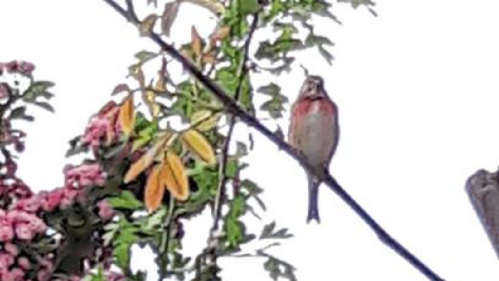 Das Männchen im Auricher Garten ...