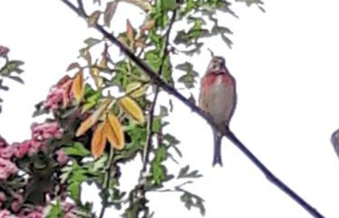 Das Männchen im Auricher Garten ...
