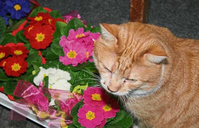 Tierheim-Kater Chip mag Blumen, hätte aber lieber ein eigenes Zuhause.  Foto: Rücker