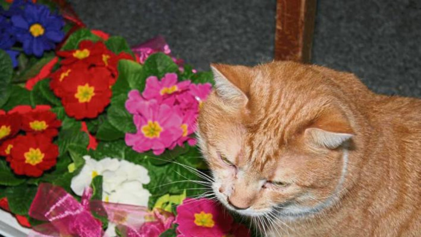 Tierheim-Kater Chip mag Blumen, hätte aber lieber ein eigenes Zuhause.  Foto: Rücker