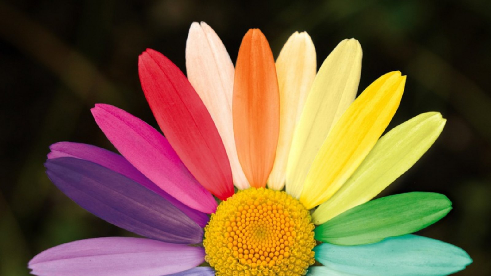 Die Stadt Mühlacker setzt sich für Vielfalt ein. Foto: neelam279/pixabay.com