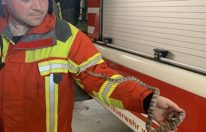 Keine Angst vor Schlangen: Feuerwehrmann Marc Becker.  <span class='image-autor'>Foto: FW</span>