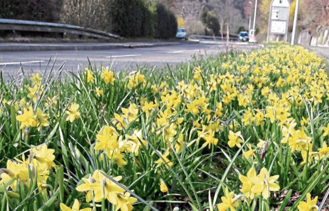 Toller Gruß der Vaihinger Stadtgärtner in Form kleiner Narzissen. Foto: Rücker