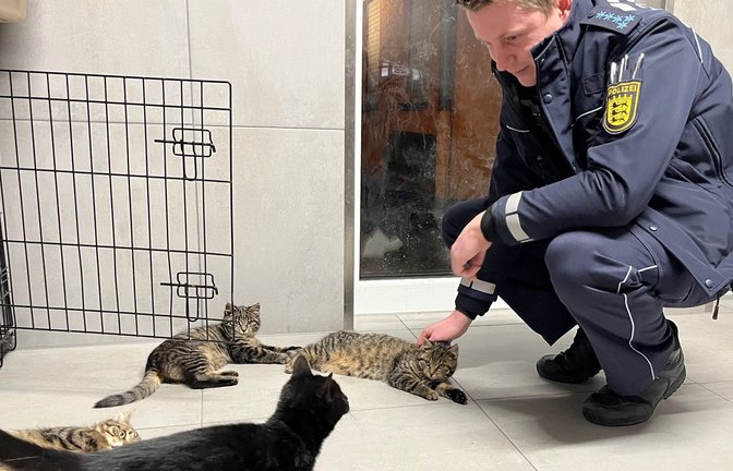 Polizeibeamter besucht die vier Babykatzen im Tierheim.<span class='image-autor'>Foto: Polizeipräsidium Mannheim</span>