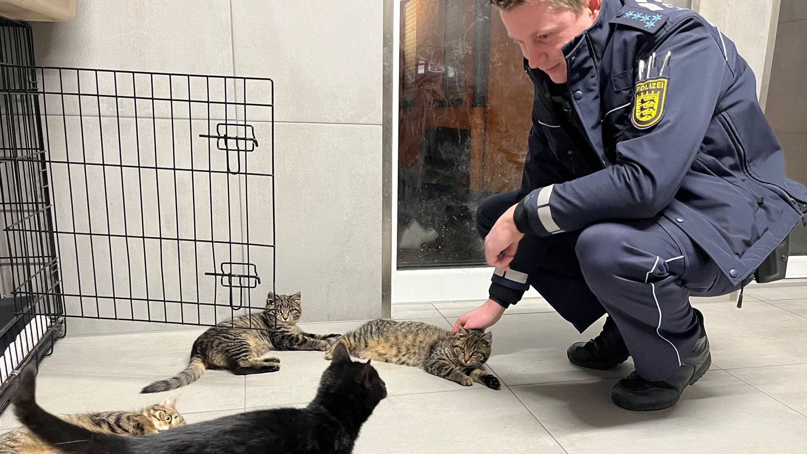 Polizeibeamter besucht die vier Babykatzen im Tierheim.Foto: Polizeipräsidium Mannheim Polizeibeamter besucht die vier Babykatzen im Tierheim.Foto: Polizeipräsidium Mannheim