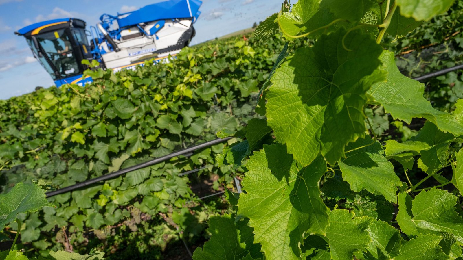Piwis sind in Norddeutschland besonders gefragt. (Archivbild)Foto: Stefan Sauer/dpa