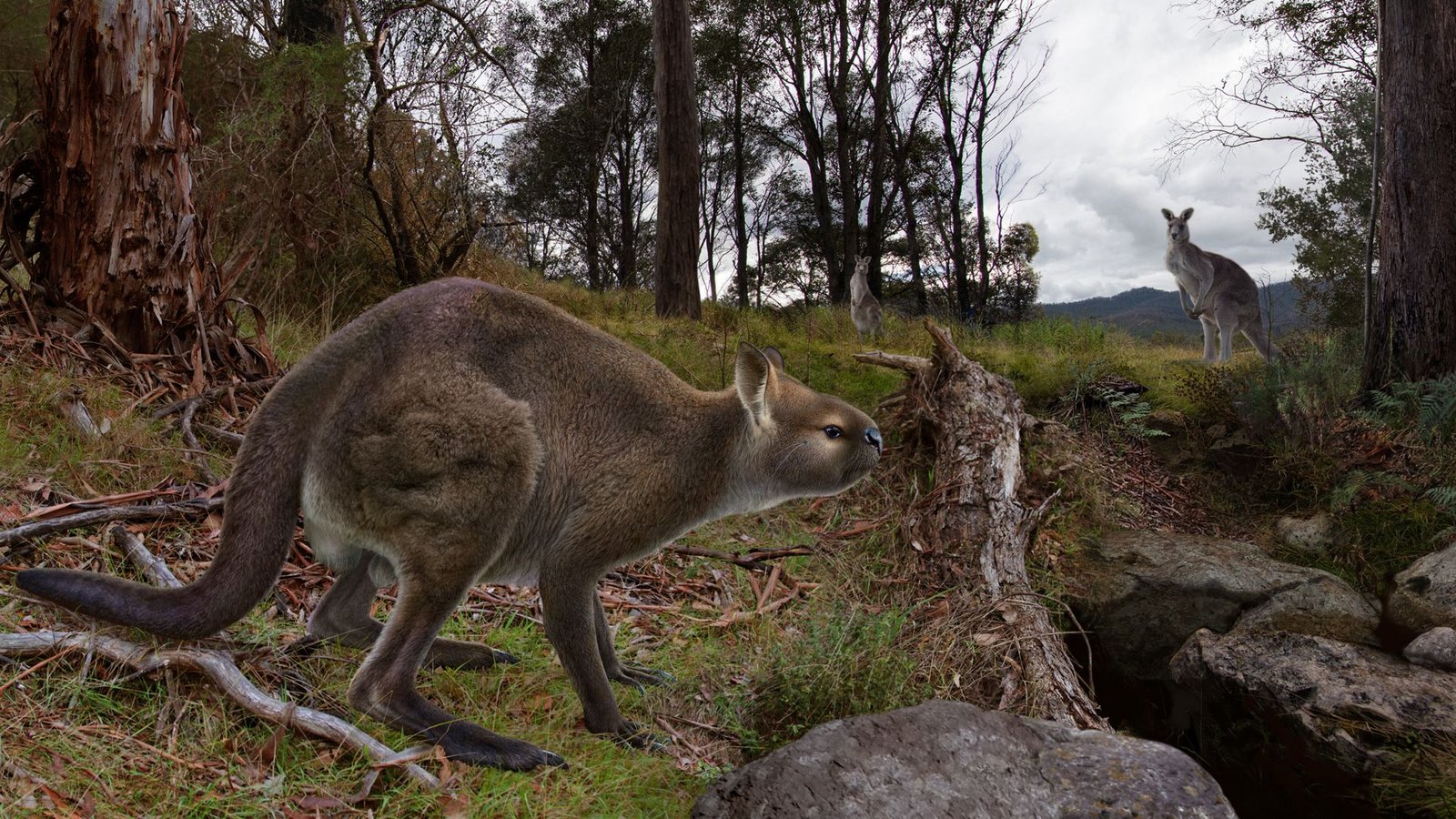 So wie in dieser Rekonstruktion könnte das ausgestorbene Riesenkänguru ausgesehen haben.Foto: Peter Trusler// Victoria