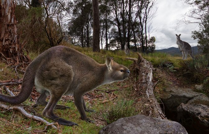 So wie in dieser Rekonstruktion könnte das ausgestorbene Riesenkänguru ausgesehen haben.<span class='image-autor'>Foto: Peter Trusler// Victoria</span>
