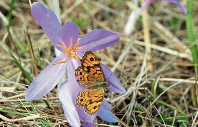 Zum kalendarischen Herbstanfang ein Bildergruß mit Herbstzeitloser und Schmetterling von Rudi Thalhäuser aus Gündelbach.