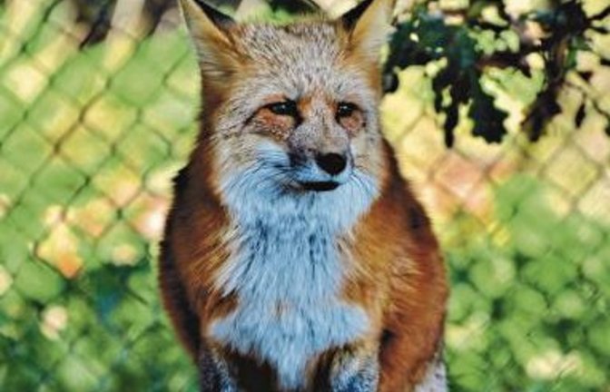 Der Fuchs ist ein Kulturfolger.  Foto: Pixabay