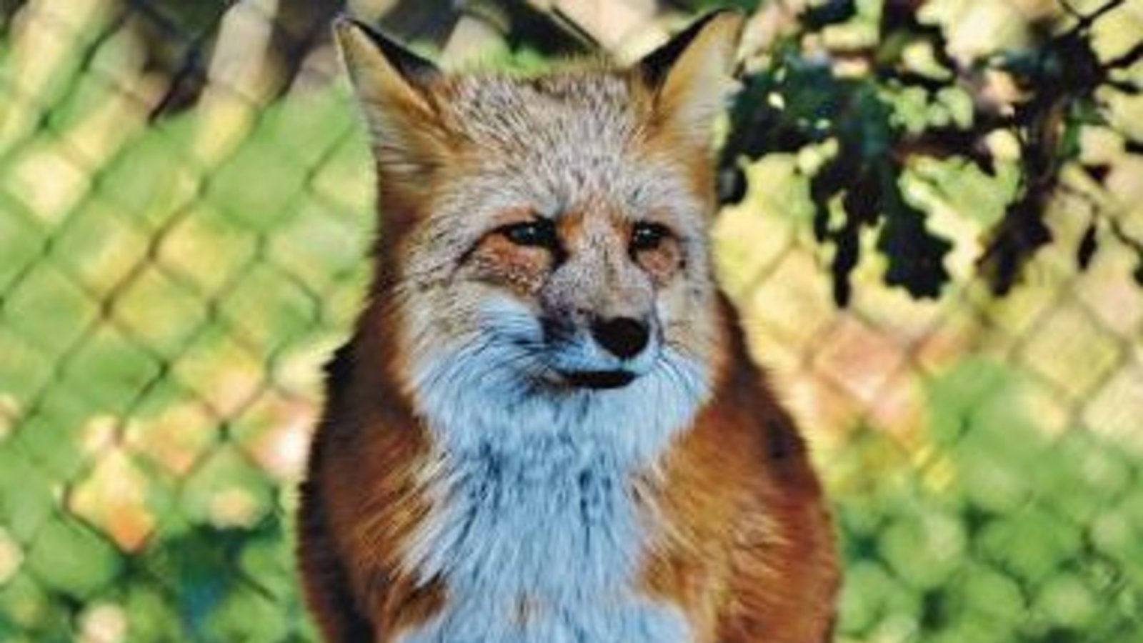 Der Fuchs ist ein Kulturfolger. Foto: Pixabay Der Fuchs ist ein Kulturfolger. Foto: Pixabay