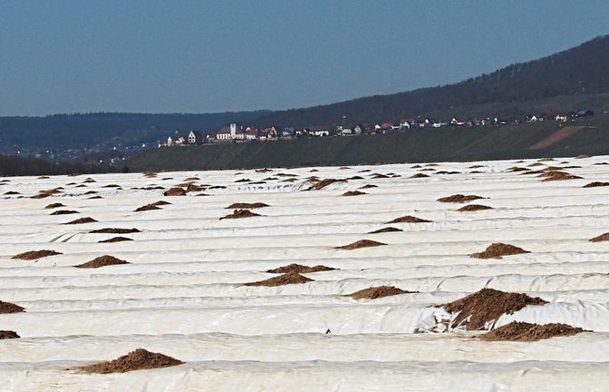 Eines der Spargelfelder auf dem Heinzenberg in Kleinsachsenheim mit Blick auf Hohenhaslach. Bald kann auch auf den unbeheizten Feldern mit der Ernte begonnen werden.  Fotos: Rücker