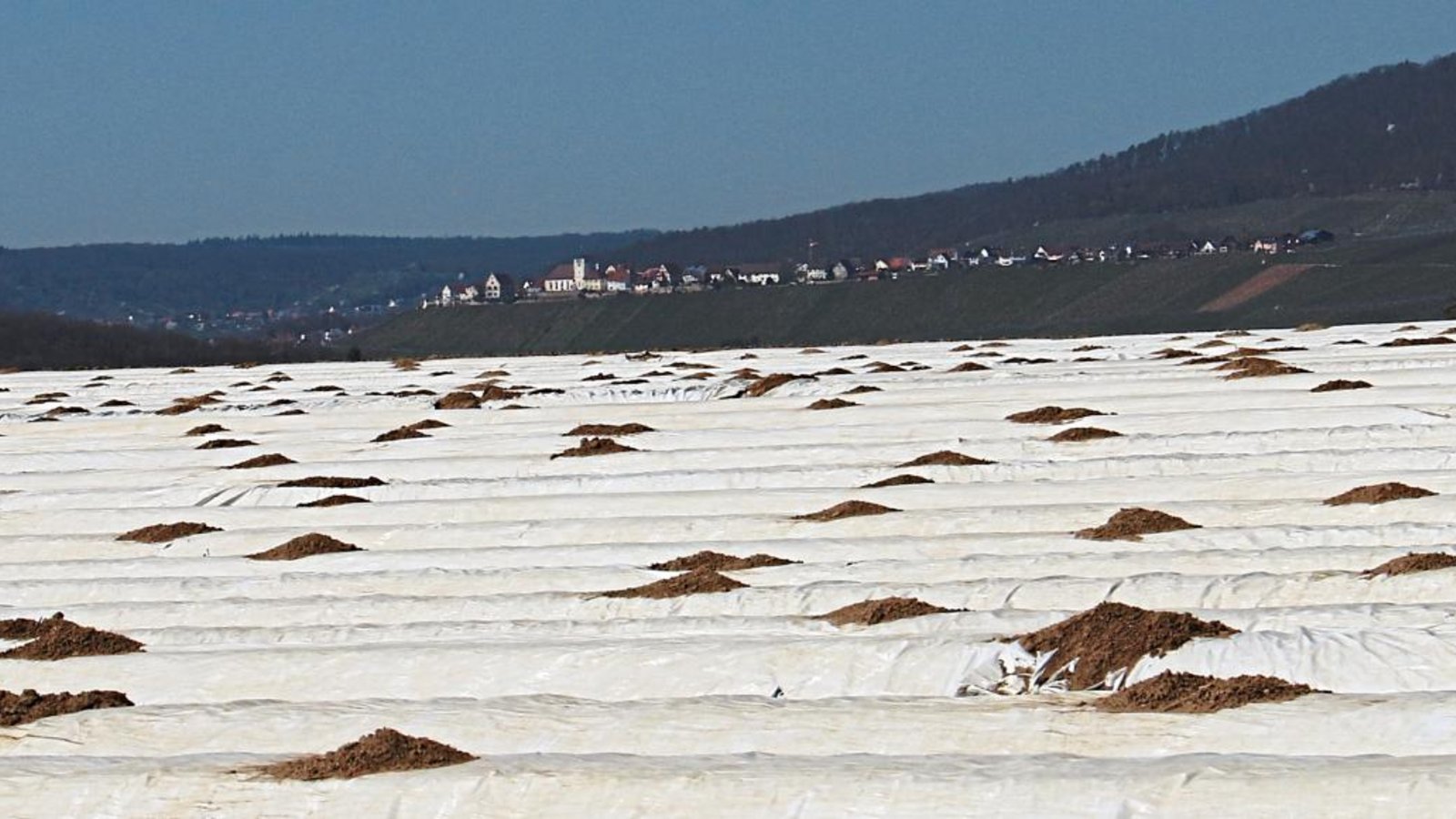 Eines der Spargelfelder auf dem Heinzenberg in Kleinsachsenheim mit Blick auf Hohenhaslach. Bald kann auch auf den unbeheizten Feldern mit der Ernte begonnen werden. Fotos: Rücker Eines der Spargelfelder auf dem Heinzenberg in Kleinsachsenheim mit Blick auf Hohenhaslach. Bald kann auch auf den unbeheizten Feldern mit der Ernte begonnen werden. Fotos: Rücker