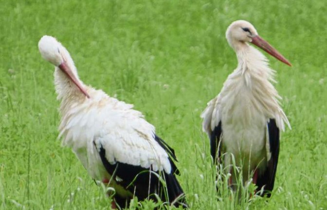 „Wann hat es das schon einmal gegeben? 9 (in Worten neun) Störche gemeinsam zur selben Zeit auf der Wiese an der Metter?“, schreibt Eberhard Schulze aus Gündelbach begeistert. Zwei der Prachtkerle sind hier auf seinem Foto zu sehen.