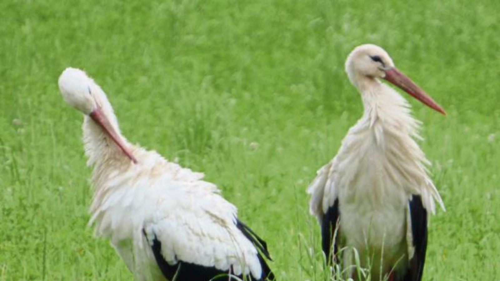„Wann hat es das schon einmal gegeben? 9 (in Worten neun) Störche gemeinsam zur selben Zeit auf der Wiese an der Metter?“, schreibt Eberhard Schulze aus Gündelbach begeistert. Zwei der Prachtkerle sind hier auf seinem Foto zu sehen. „Wann hat es das schon einmal gegeben? 9 (in Worten neun) Störche gemeinsam zur selben Zeit auf der Wiese an der Metter?“, schreibt Eberhard Schulze aus Gündelbach begeistert. Zwei der Prachtkerle sind hier auf seinem Foto zu sehen.