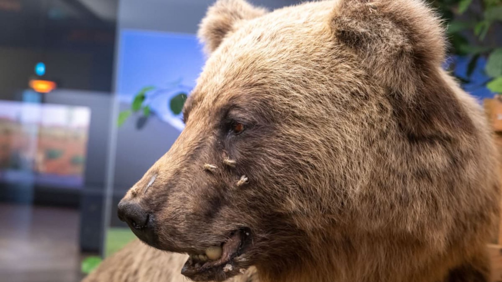 Der ausgestopfte Braunbär Bruno wird im Museum Mensch und Natur ausgestellt.Peter Kneffel/dpa Der ausgestopfte Braunbär Bruno wird im Museum Mensch und Natur ausgestellt.Peter Kneffel/dpa