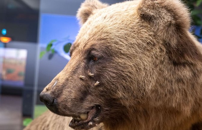 Der ausgestopfte Braunbär Bruno wird im Museum Mensch und Natur ausgestellt.<span class='image-autor'>Peter Kneffel/dpa</span>