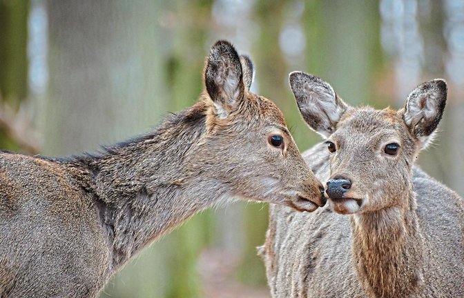 In den begehbaren Gehegen freut sich das zahme Wild auf die Rückkehr der Besucher.  Foto: Wildpark Tripsdrill