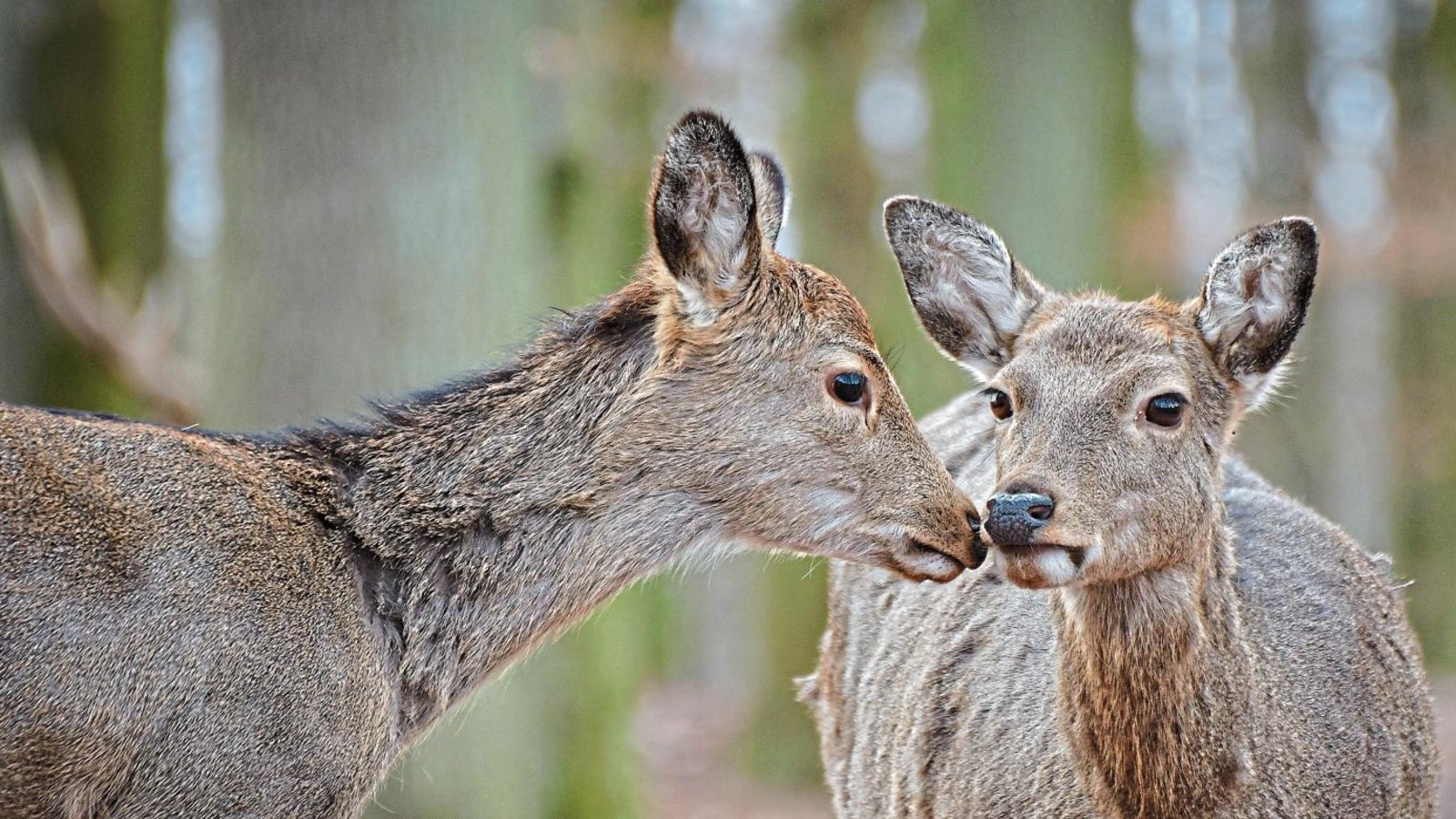 In den begehbaren Gehegen freut sich das zahme Wild auf die Rückkehr der Besucher.  Foto: Wildpark Tripsdrill