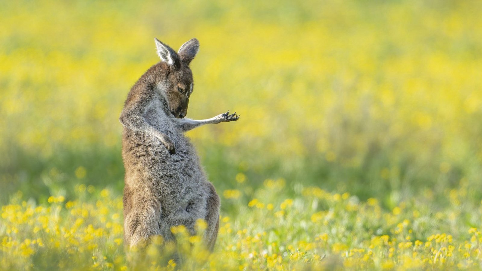 Auf Platz eins des diesjährigen Wettbewerbes landete dieses Bild: ein vermeintlich Luftgitarre spielendes Känguru.Foto: Comedy Wildlife Photo Award/Jason Moore aus Australian Auf Platz eins des diesjährigen Wettbewerbes landete dieses Bild: ein vermeintlich Luftgitarre spielendes Känguru.Foto: Comedy Wildlife Photo Award/Jason Moore aus Australian