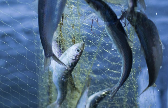 Heringsfang in der Ostsee: die Bestände des Fisches sind erheblich reduziert.<span class='image-autor'>Foto: dpa/Jens Büttner</span>