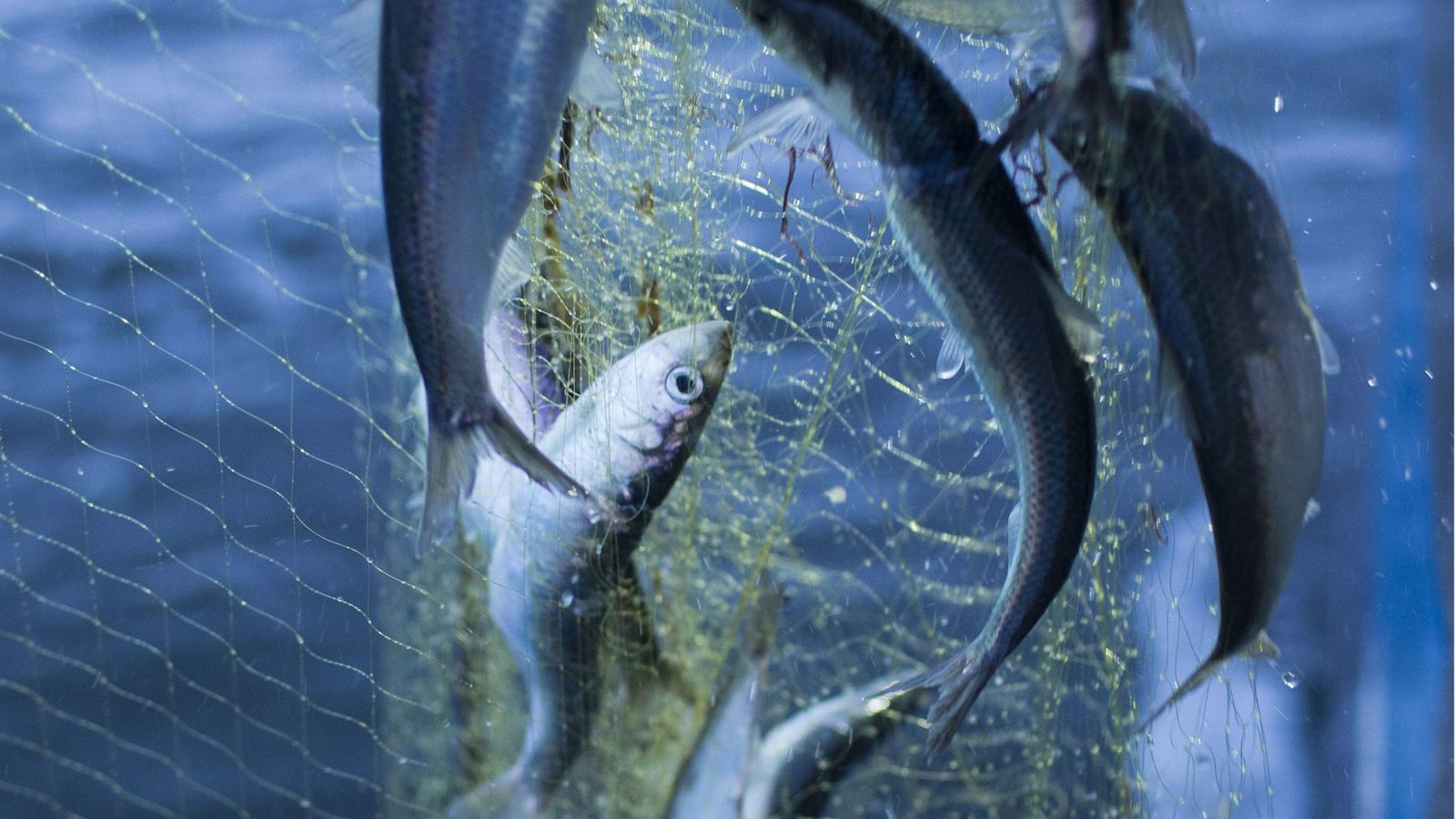 Heringsfang in der Ostsee: die Bestände des Fisches sind erheblich reduziert.Foto: dpa/Jens Büttner Heringsfang in der Ostsee: die Bestände des Fisches sind erheblich reduziert.Foto: dpa/Jens Büttner