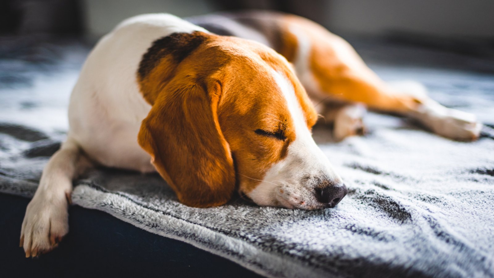 Bauchschläfer: Die ideale Nickerchen-Position.Foto: Przemek Iciak/ Shutterstock