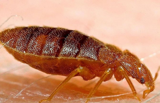 Bettwanzen-Bisse tun weh.<span class='image-autor'>Foto: Naskrecki/CDC/Harvard University/dpa</span>