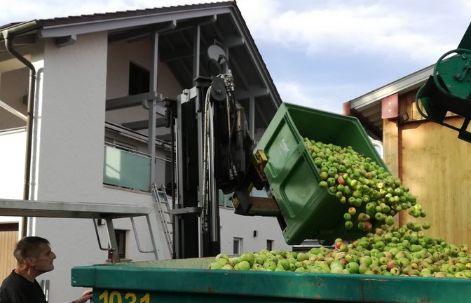 Die Streuobsternte ist angelaufen. Und das Sammeln der Äpfel lohnt sich wie selten zuvor: 14 Euro für den Doppelzentner werden aktuell ausgezahlt. Bild von der Kumpf-Abgabestelle in Horrheim.  <span class='image-autor'>Foto: Arning</span>