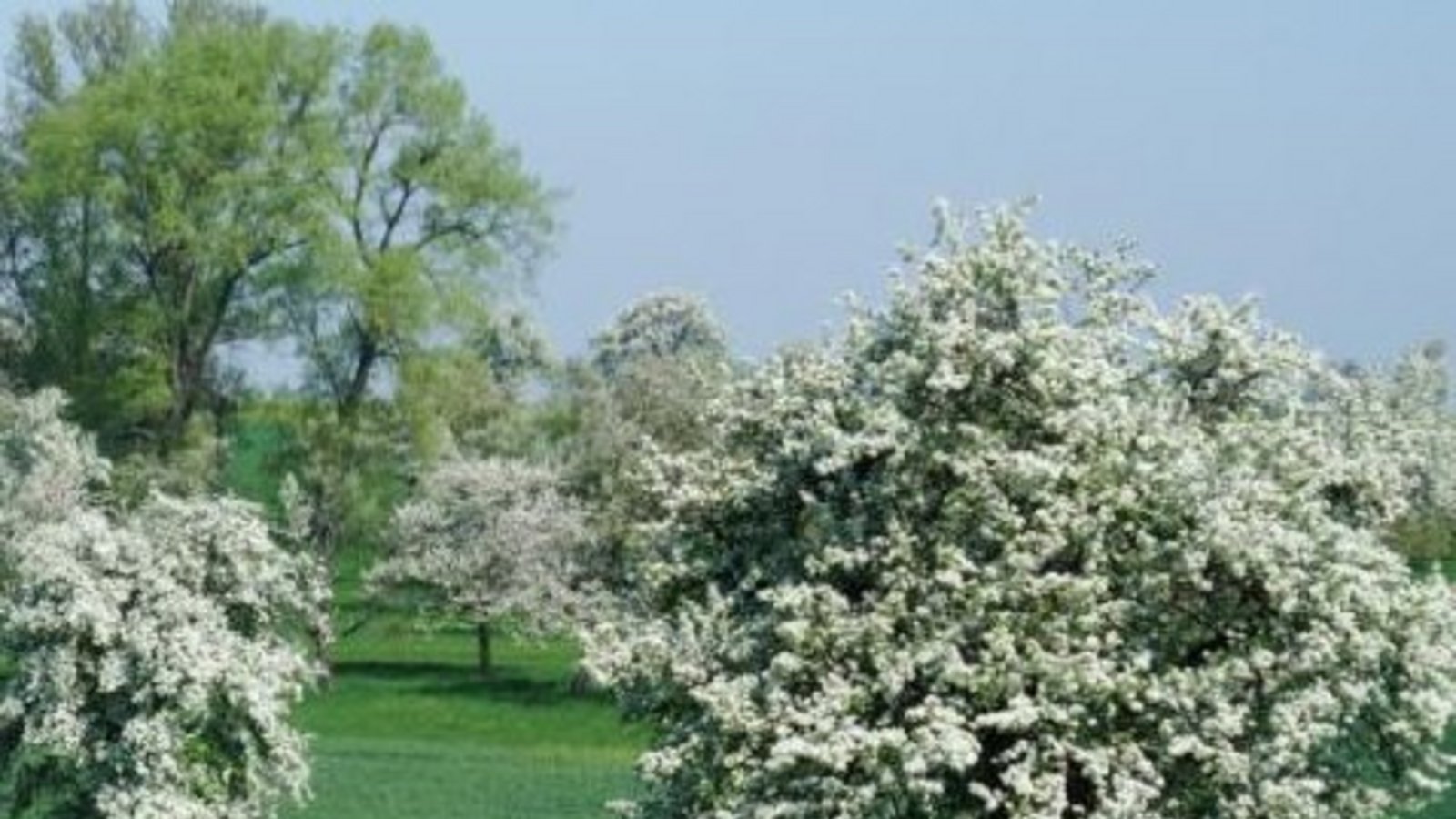 Hochstamm. Archivfoto:LE