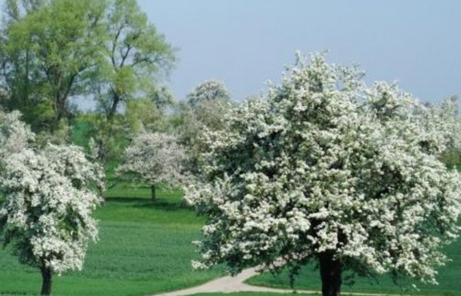 Hochstamm. Archivfoto:LE